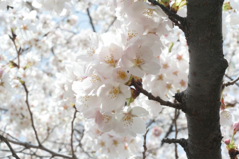 cách ngắm hoa hanami như người nhật bản cách ngắm hoa hanami như người nhật bản